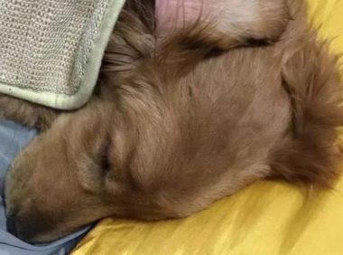 主人将得犬瘟金毛丢弃,被人捡回后狗的做法让人想哭