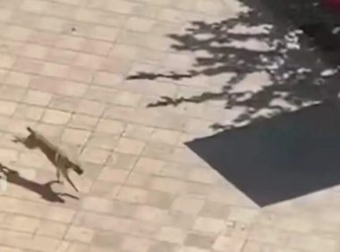 长沙一小区惊现疯狗：疑似有狂犬病多人被咬，至今未找到