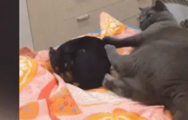 霸道猫咪遇上狗,将狗推下床,就像屎壳郎推粪球