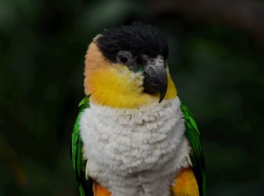 黑头凯克鹦鹉身份信息