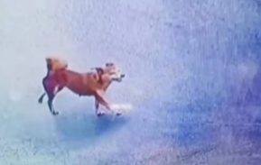 黄狗在街头咬人,伤者自理费用,警方正在抓狗,医院:大概有七八十人被咬伤