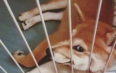 主人上厕所不关门，结果柴犬竟学会站着小便