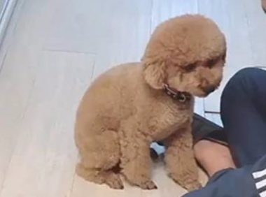 泰迪乱翻垃圾桶，被主人叫到身边呵斥，狗我凭本事不挨揍……