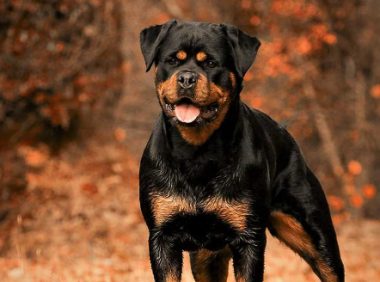 依法养犬，文明养犬，从你我做起！