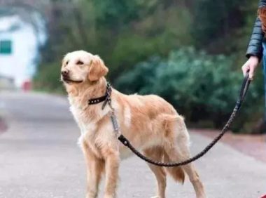 泰迪狗不栓绳差点咬到孩子，狗主人朝家长吐舌头竖中指：你活该