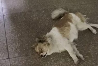 狗子:我只是在图书馆门口睡了一觉,听说你们到处说我挂了?