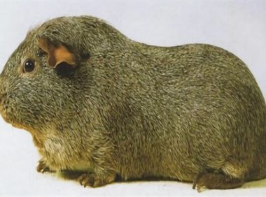 银色刺毛天竺鼠身份信息