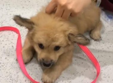 虚张声势的超凶流浪狗，被救后秒变怂，颜值不输品种犬！