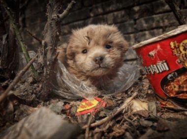 女孩好心给流浪狗搭建遮雨棚,然而第二天来一看,却气的当场大骂