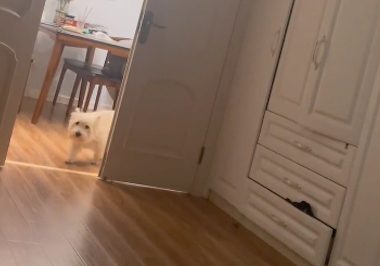 主人生病躺着，狗狗还以为死了在客厅哀嚎