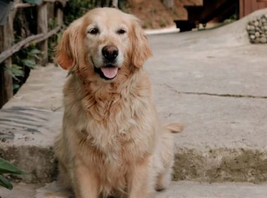 金毛扑倒女子事件双方已和解:达成赔偿协议,小狗在治疗中