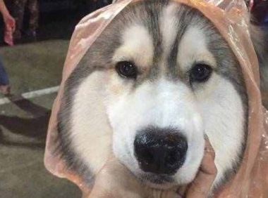 主人宁愿自己淋雨，也要给狗狗穿雨衣，真相让铲屎官们感同身受