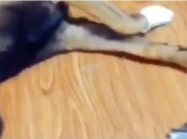 狗狗受伤主人给它包扎伤口，见到主人拿出去的东西撒腿就跑