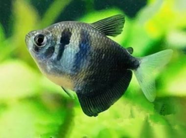 黑裙鱼身份信息