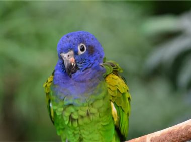 蓝头金刚鹦鹉身份信息