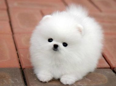 广东一女租客退房留下满屋垃圾和狗屎,房东:再也不出租了