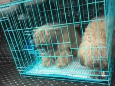 不仅对它们不管不顾,狗主还把泰迪卖狗肉馆