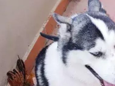 二哈回农村每天祸害鸡,还跟田园犬生了只小崽子,宠主快崩溃了!
