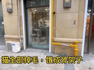 太残忍了!宠物店老板离开半月猫狗被活活渴死饿死