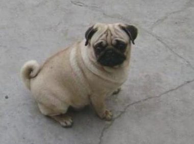 巴哥犬爱玩不肯回家，主人气愤作出这一行为，狗狗：我不要脸面啊