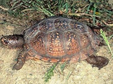 海岸箱龟身份信息