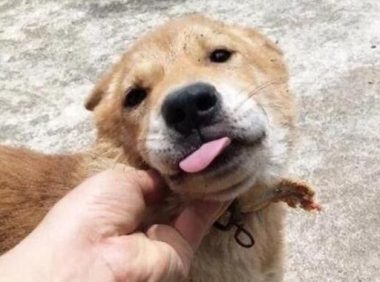 网友捡了一只田园犬,带回家养了两个月之后差点哭了:养不起啊