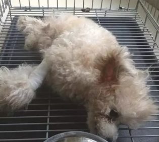 狗狗因粉碎大花瓶被主人踢偏瘫，送医院询价采购后转头离去，心痛
