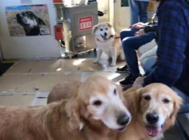 家里小狗也可以搭地铁站，专业为宠物设定的车厢，想进入车内必须掌握下