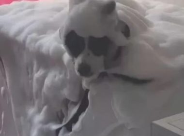 主人家给狗狗泡澡,想不到放的香波过多,画面让人惨不忍睹