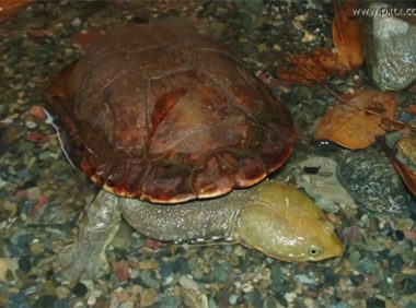 巴西蛇颈龟身份信息