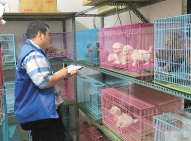 不法商人非法繁殖 宠物坊变猫狗炼狱