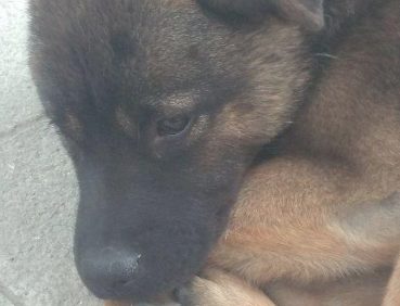 主人搬新家后只留有小狗露宿街头，小家伙等候在老街坊不肯离开