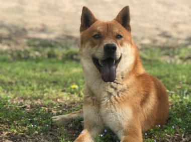 这6种狗，既便宜又好养活，宠物店才不会给你推荐