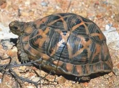 帐篷陆龟身份信息