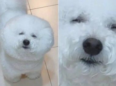 狗子晚上醒来要吃的，铲屎官一看它的脸…笑喷了！