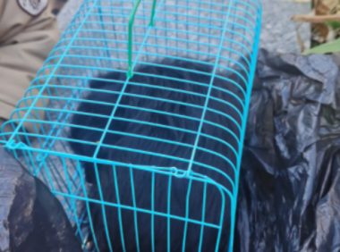 一位大姐在“摆摊”卖狗狗