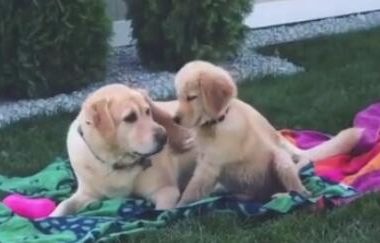 大小金毛开演厮打狗血剧，小金毛积极进行攻击