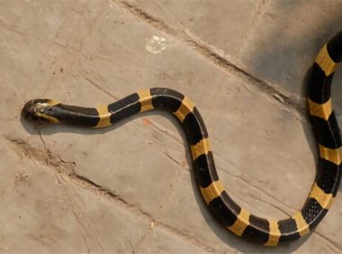 金环蛇身份信息