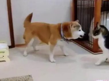 柴犬一直在挑逗喵星人,最后被拳打脚踢一顿立马靠墙待着不敢动