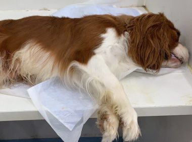 朝阳一小区多只宠物狗被毒死，警方介入调查