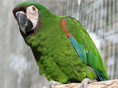 栗额金刚鹦鹉身份信息