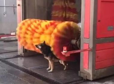 男子赶走站在洗车机下的流浪狗,网友感到好奇,得知原因后狂点赞