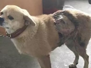 “麻友的骨灰级粉丝”虐狗，将自己遭受的恶加倍转移到狗狗的身上