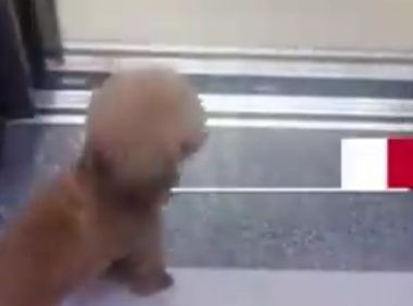 江苏一男子小区遇走失宠物狗，一层层帮按电梯找主人，互动太暖心