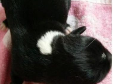 捡了一只流浪狗回家后，第二天发现门口来了几只“兄弟”找它