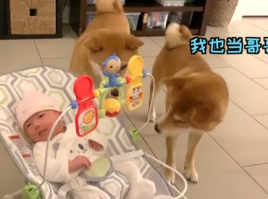 女主带宝宝回家，告诉柴犬是它“妹妹”，没想到态度不同了