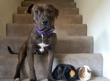 都说把比特犬和荷兰猪养在一起不安全性,但主人家還是那麼干了