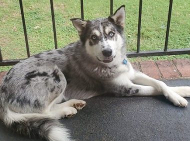 「狗关户外淋雨」邻居控虐待！饲主叹：我太难了…