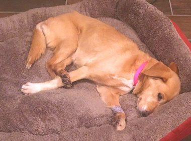 夜里房间门闭紧,第二天流浪犬却出現在家里,主人家搜索监控才知实情