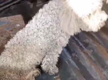 为了将车祸比熊卖上狗肉车，狗主谎称狗狗已死，救狗小姐姐：原来它这么好看